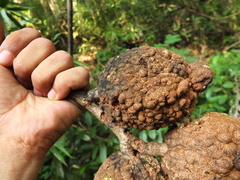 Hydnocarpus pentandrus