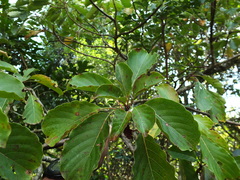 Hymenodictyon obovatum