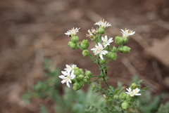 Moscharia pinnatifida