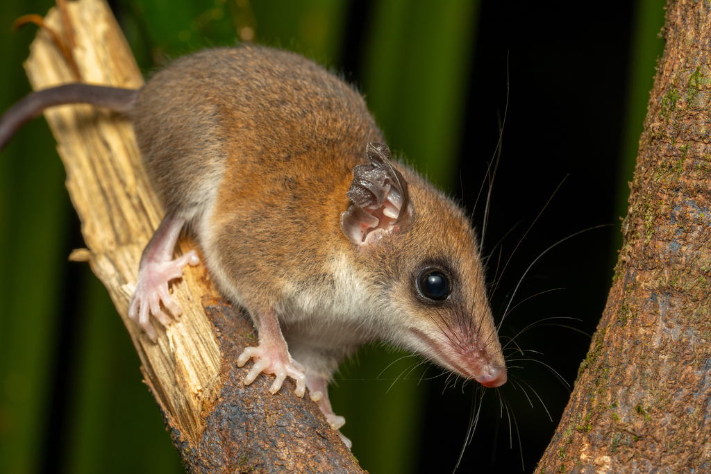 Delicate Slender Opossum