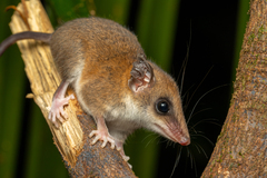 Delicate Slender Opossum photo 1