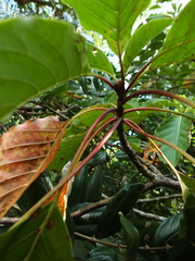 Hymenodictyon obovatum