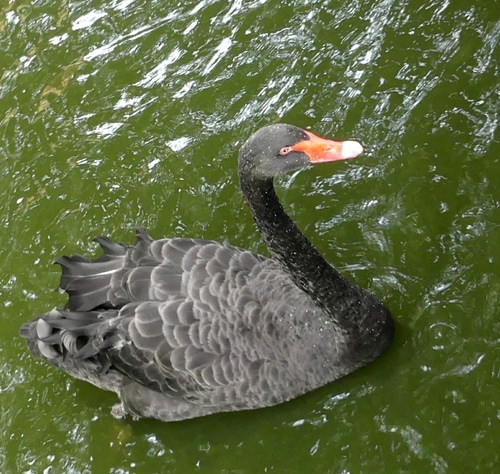 Cisne negro (Cygnus atratus)