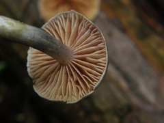 Cortinarius calaisopus