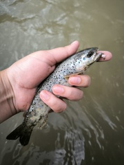 Caspian Salmon photo 2