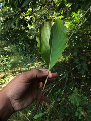 Hymenodictyon obovatum
