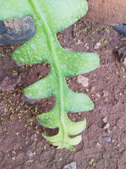 Disocactus anguliger