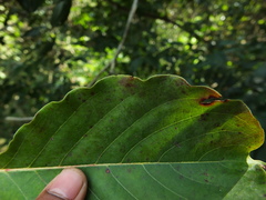 Hymenodictyon obovatum