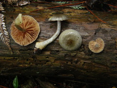 Cortinarius calaisopus