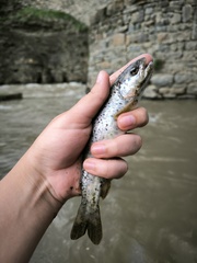 Caspian Salmon photo 4
