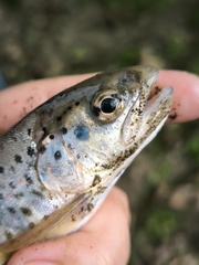 Caspian Salmon photo 5