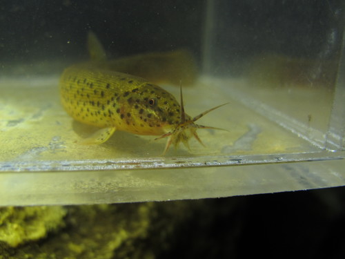 Oriental Weatherfish