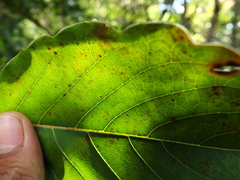 Hymenodictyon obovatum