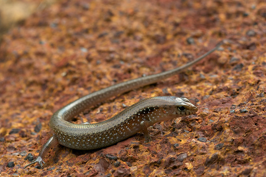 Orange-Sided Bar-Lipped Skink