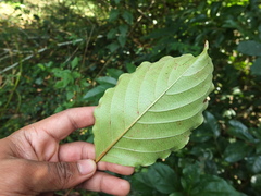 Hymenodictyon obovatum