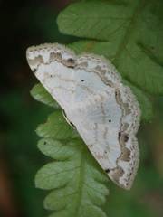 Scopula propinquaria