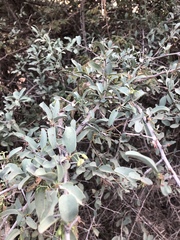 Ximenia americana microphylla
