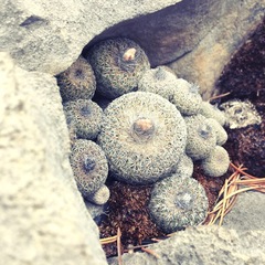 Epithelantha greggii