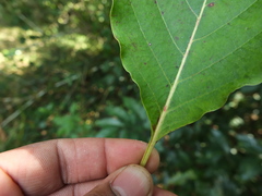 Hymenodictyon obovatum