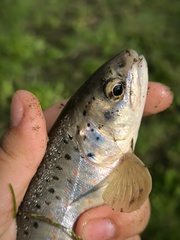 Caspian Salmon photo 3