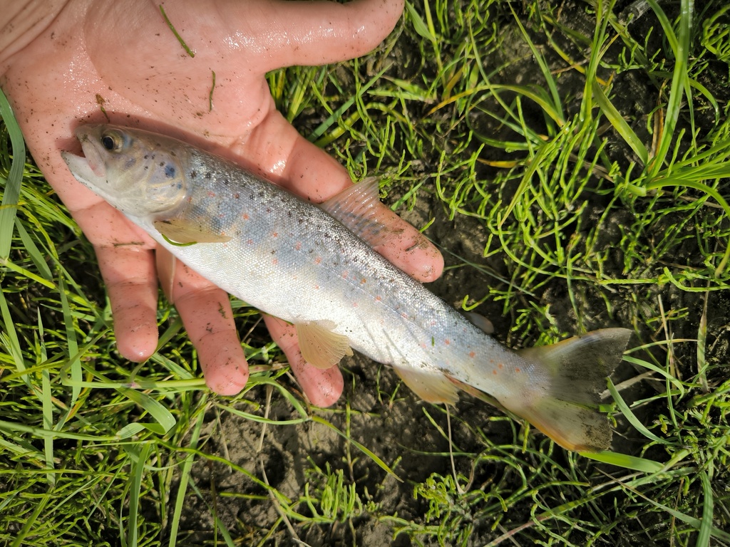 Caspian Salmon