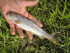 Caspian Salmon photo 1