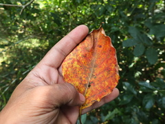 Hymenodictyon obovatum