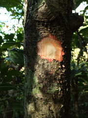 Hymenodictyon obovatum
