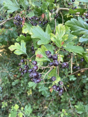 Crataegus pentagyna, photograph 6