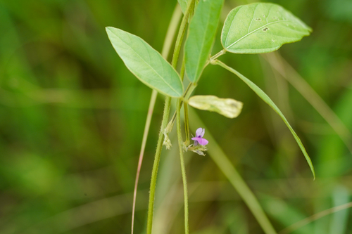 Image of Soybean (Glycine max) by (c) WATANABE Hitoshi 渡辺仁, some rights reserved (CC BY)