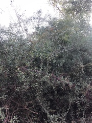 Ximenia americana microphylla