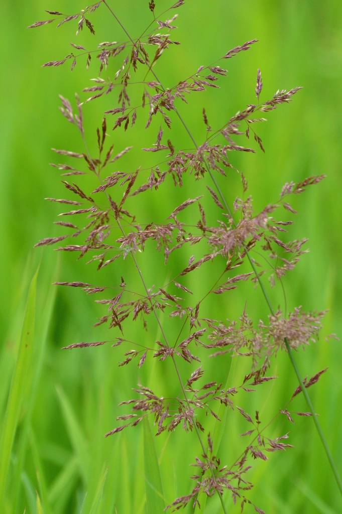 red top (Plants of Chatfield State Park) · iNaturalist