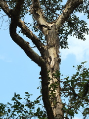 Lagerstroemia microcarpa