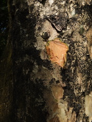 Lagerstroemia microcarpa