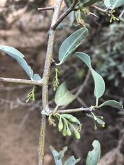 Ximenia americana microphylla