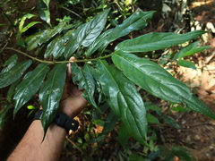 Lasianthus acuminatus