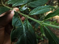 Lasianthus acuminatus