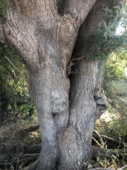 Vachellia robusta clavigera