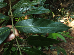 Lasianthus acuminatus