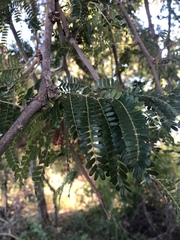 Vachellia robusta clavigera