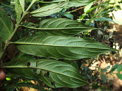 Lasianthus acuminatus