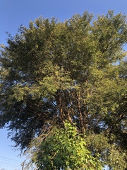 Vachellia robusta clavigera