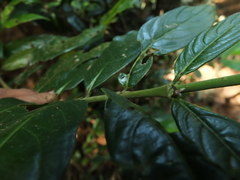Lasianthus acuminatus