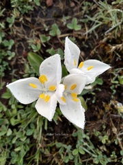 Weldenia candida