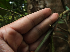 Lasianthus acuminatus