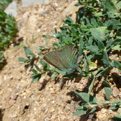Callophrys affinis