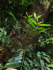 Lasianthus acuminatus