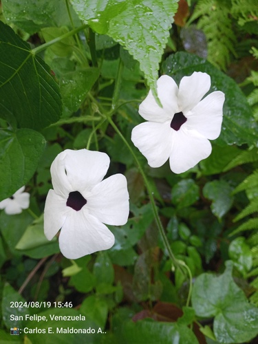Black-eyed Susan vine