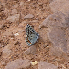 Euphilotes ancilla