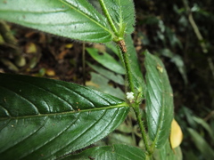 Lasianthus jackianus